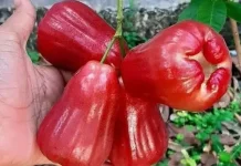 Cara Menyimpan Buah Jambu Citra Segar Lebih Lama