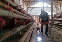 Harga Telur Ayam Ras Anjlok, Peternak di Kabupaten Magelang Merugi