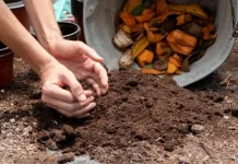 Olah 20 Ton Sampah per Hari, Unnes Sulap Sampah Organik Jadi Kompos dan Pakan Maggot