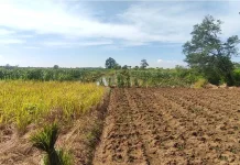 Masih Ada Pasokan Air, Pemkab Kendal Imbau Petani Segera Tanam Padi