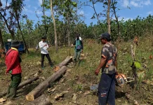 Lindungi Hutan, Perhutani Tekankan Larangan Tebang di Kawasan Lindung