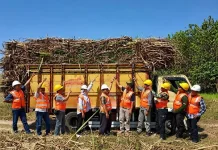 Agroforestry Tebu di Hutan Perhutani Dorong Swasembada Gula Nasional