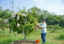 Wali Kota Agustina Resmikan Agro Eduwisata Masjid Agung Semarang