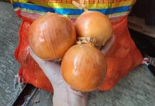 Tips Memilih Bawang Bombay Berkualitas