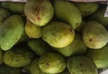 Cara Menyimpan Mangga Harum Manis Segar Lebih Lama
