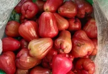 Cara Memilih Jambu Citra Berkualitas
