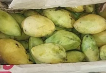 Mengenal Mangga Akiyong: Varietas Mangga Unggul