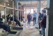 Teknologi Sederhana Undip Dongkrak Produktivitas Sapi Perah di Boyolali