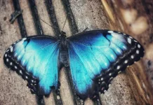 Apa Itu Butterfly Effect? Ini Penjelasan Sederhananya
