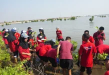 Bentuk Karakter Peduli Lingkungan, Siswa SMA Negeri 1 Pekalongan Tanam 1.000 Mangro