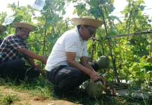 Melon Unggul Tegalombo Dinilai Berkualitas