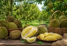 Sejumlah Wilayah di Indonesia Sudah Memasuki Musim Durian, Ini Daftarnya
