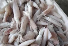 Ragam Masakan Simpel Berbahan Dasar Cumi