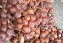 Tips Memilih Salak Pondoh yang Legit