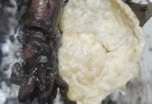 Nikmatnya Nasi Putih dengan Lauk Cumi Hitam