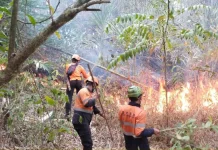 Musim Kemarau, Lereng Merapi hingga Menoreh Jadi Prioritas Pengawasan Karhutla