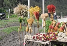 Budidaya Edelweis di Bromo Jadi Cara Menjaga Kelestarian