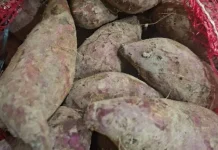 Cara Memilih Ubi Ungu Berkualitas