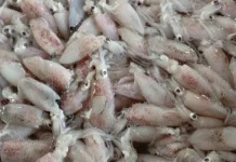 Tips Mencuci Cumi-Cumi agar Kesegarannya Tetap Terjaga