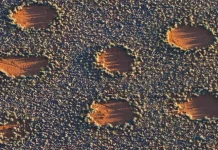 Fairy Circles, Fenomena Lingkaran Misterius yang Masih Diteliti Ilmuwan