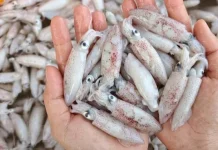 Tips Memilih Baby Cumi yang Segar