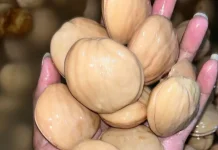 Tips Merebus Jengkol agar Empuk dan Baunya Berkurang