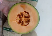 Manisnya Melon Salwa: Sensasi Kelezatan Buah Eksotis Primadona Baru