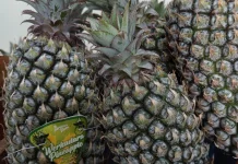 Eksotisnya Nanas Lokal: Permata Kuning Kaya Antioksidan Penjaga Imunitas