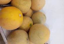 Manis Segar Melon Lokal: Primadona Baru Penyejuk Lidah dan Tubuh