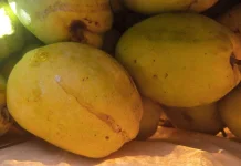 Mangga Kopyor: Si Kuning Peluruh kolesterol