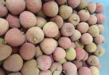 Buah Leci: Si Kecil Penjaga Vitalitas