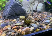 Bukan Sekadar Hiasan, Keong Turbo Punya Peran Penting di Aquascape