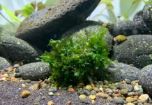 Pelia Moss, Tanaman Aquascape Bertekstur Unik untuk Percantik Akuarium