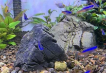 Kenali Jenis Batu Aquascape, dari Seiryu Stone hingga Lava Rock