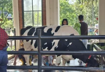 Pakan Hijau Ternak Rawan Terdampak Kemarau, Peternak Susu Didorong Gunakan Silase