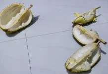 Air Cekungan Kulit Durian, Cara Tradisional Mengurangi Bau pada Tangan