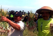 Varietas Thailand-Nganjuk Dongkrak Produktivitas Bawang Merah di Magelang