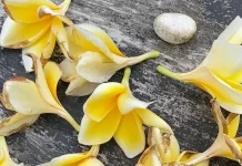 Bunga Jatuh Bisa Jadi Foto Estetik