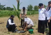 Tekan Emisi Karbon, Lahan Perhutanan Sosial di Kendal mulai Ditanami Pohon Buah