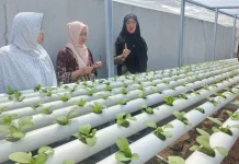 Latih Hidroponik, Dosen Unilak Siapkan Warga Jadi Pemasok Koperasi Merah Putih