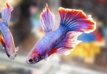 Mudah Dipelihara, Ikan Cupang Kerap Dipilih sebagai Peliharaan Pertama