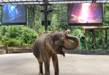 Rahasia Komunikasi Gajah, Mendengar Melalui Telapak Kaki