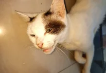 Mengapa Kucing Memiliki Kumis di Belakang Kaki Depannya?