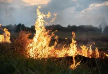 Kemarau di Jateng Tahun Ini Lebih Kering, Risiko Karhutla Meningkat