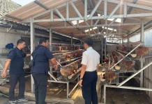 Dukung Ketahanan Pangan, Lapas Batang Studi Tiru Peternakan Ayam Lapas Sumedang