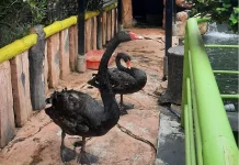 Bertemu Satwa, Cara Sederhana Mengenalkan Alam kepada Anak