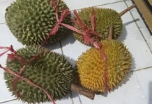 Selain Rasanya yang Khas, Durian juga Punya Manfaat untuk Tubuh