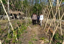 Dukung Ketahanan Pangan, Perhutani-Polri Kembangkan Ubi Batang di Hutan Produktif