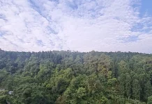 Hari Hutan Indonesia, Anak Muda Diajak Menjaga Hutan dari Lingkungan Terdekat