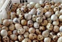 Aneka Masakan Simple Berbahan Dasar Telur Puyuh